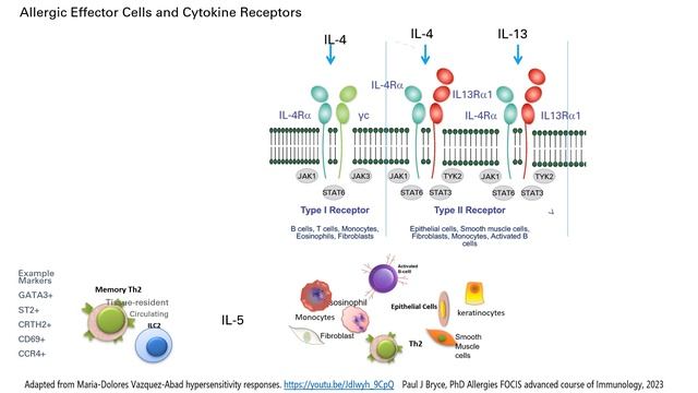 Allergies Atopies Cells Cytokines and JAK signaling.