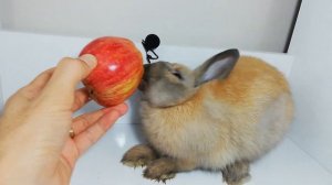 Rabbit Eating Apple ASMR