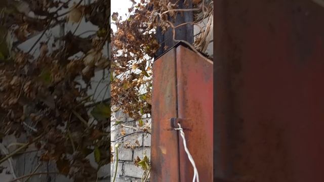 Хмель дьявольское растение.