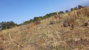 Кабк шикор 2020 Акаи Илхом Казахстан