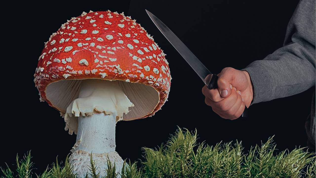 Охотник на мухоморы