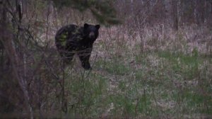 Bear Hunting in Alberta Canada with Montana Rifle Company 300 Win Mag Kyrptek