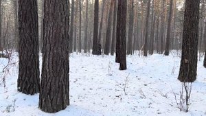 Снегоход динго 125 с двигателем лифан 20 лс