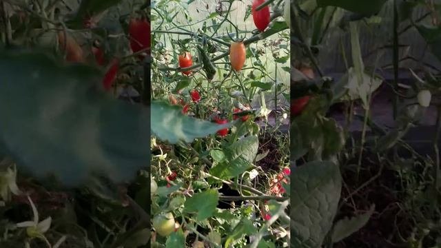 томат Джек пот агрофирма партнёр