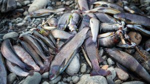 Восточный склон Урала. Сибирский хариус. Зарисовка.