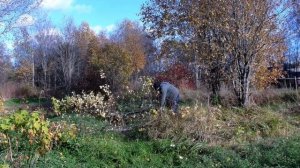 Начал освобождать участок от деревьев