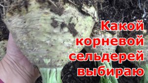 Урожай корневого сельдерея. Какой сорт корневого сельдерея выбрать на следующий сезон.