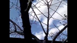 Еще привили абрикос, 3 сливы,1 абрикоса