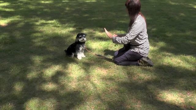 Dog Training, Bentley, Morkie, Day 3: Recall, Place, Sit, Wait, Follow, Free смотреть онлайн