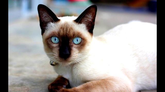 Мяуканье кошки. Звуки для любимых питомцев