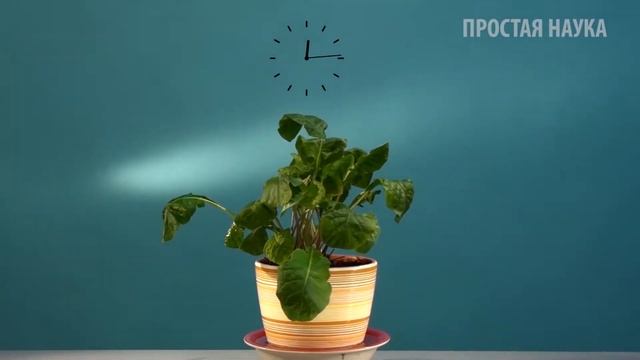 17 Растение пьет воду смотреть онлайн