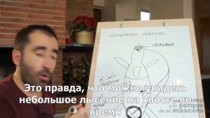 Фретки-стерилизация и болезнь надпочечников