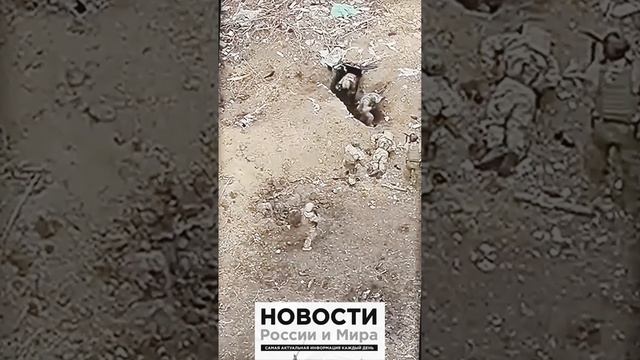 СВО