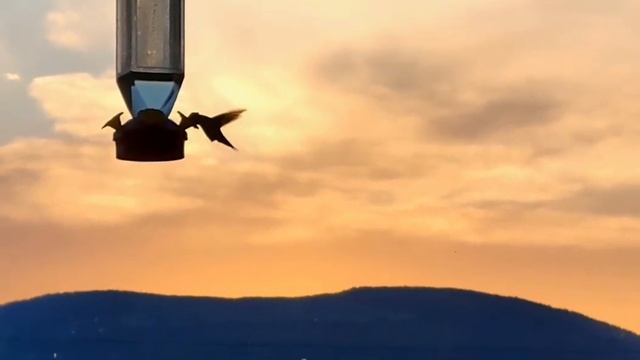 chant down babylon hummer смотреть онлайн