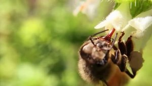 Чем полезная пчелиная пыльца ?  Зачем спортсменам  и пожилым людям пчелиная пыльца?