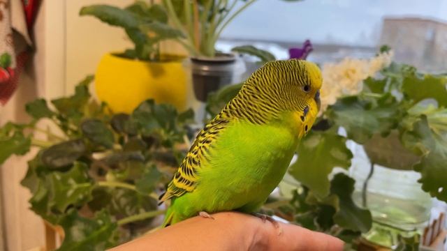 Говорящий и поющий песню волнистый попугай