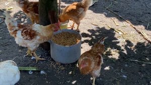 З 🧨Ценная информация содержание кур, гусей и уток