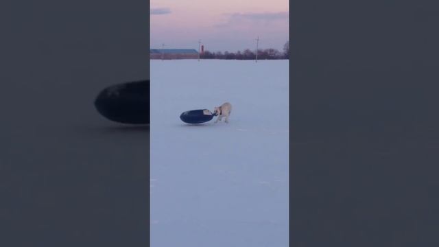 Лабрадор