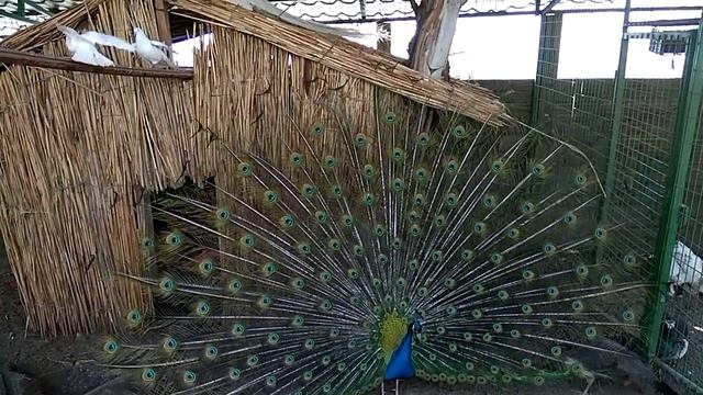 как павлин раскрывает хвост. Алматы. Кок-Тобе. зоопарк