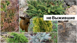 Хвойные после зимы. Весенний обзор