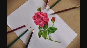 Цветок цветными карандашами.