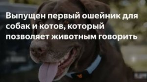Учим Соню разговаривать по человечески. We teach Sonya to talk like a human being.