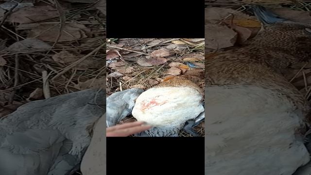 Шикарный трофей, охота на утку. смотреть онлайн