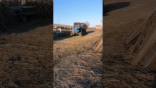 Трактор Т-40 с прицепом 2птс4 #деревенскаяжизнь #деревня #сельскоехозяйство #деревенскаяжизнь смотреть онлайн