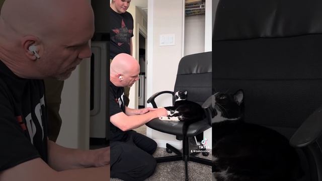 Cat смотреть онлайн