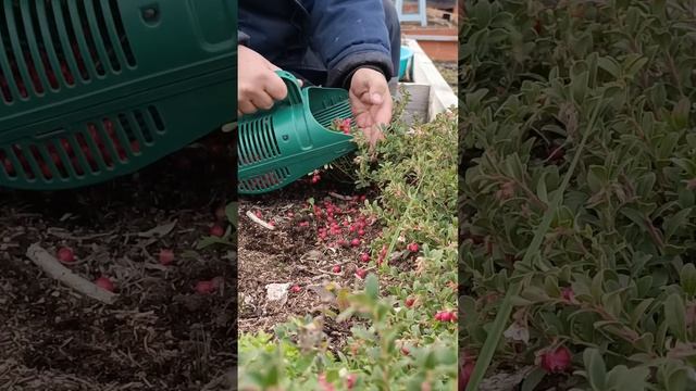 Супер ягода!!! смотреть онлайн