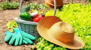 Завершаю дачный сезон.