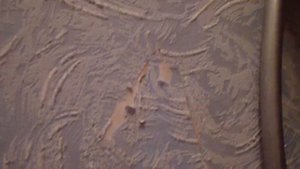 Что надо сделать чтобы кот не рвал обои и т.д.