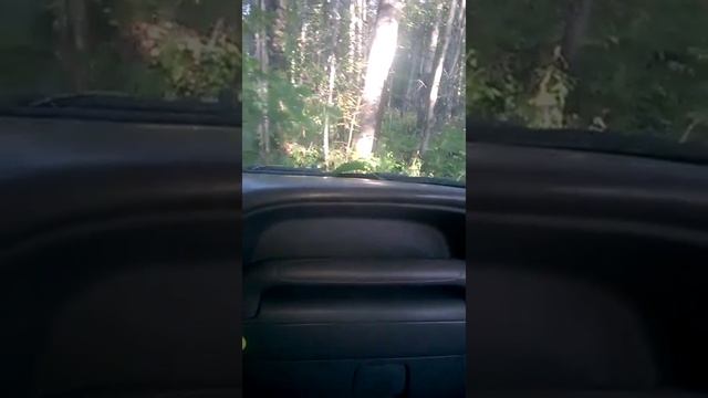 лесная поездка на Корандо смотреть онлайн