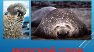 Презентация для детей по Доману. Животные морские