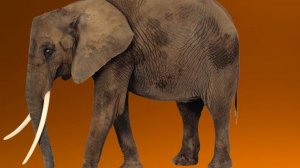 Презентация Животные для детей