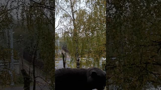 Котик гуляет на балконе