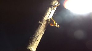 Ахтуба. Первая ночевка сезона. Вода прет опять.