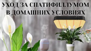 УХОД ЗА СПАТИФИЛЛУМОМ В ДОМАШНИХ УСЛОВИЯХ