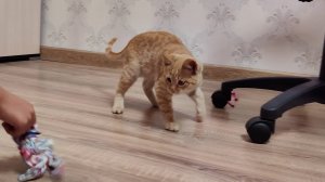 Ребенок играет с котенком.