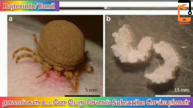 China New Viruses Found in Insects| Spread in Humen Body |Chinna Virus