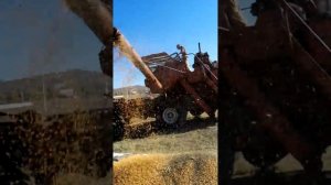 колос ск 6 ll уборка кукурузы