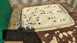 Искусственная пыльца