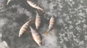 ПЕРВЫЙ ЛЁД 2024-2025. ЗИМНЯЯ РЫБАЛКА НА ОКУНЯ. ОПАСНЫЙ ЛЁД, А Я ЛОВЛЮ ХИЩНИКА.