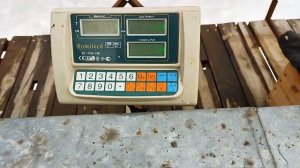 Насколько прожорливы пчелы