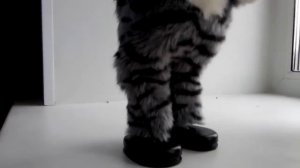 Танцующий кот. Смешной котяра )))