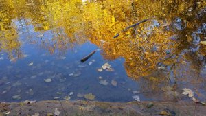 Осенняя зарисовка.