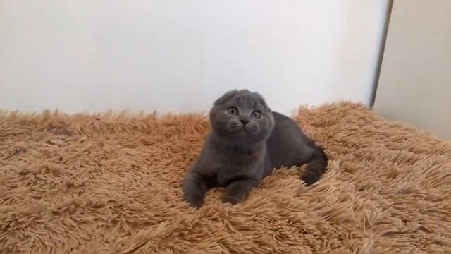шотландские котята.