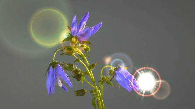 ОЧИЩЕНИЕ Энергии Шаманским Бубном - [ПРОБУЖДЕНИЕ ВСЕХ ЭНЕРГЕТИЧЕСКИХ ЦЕНТРОВ И ЧАКР]
