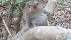 Pitiful Oldest Monkey Charlie Is Climbing and Sitting Lonely At morning