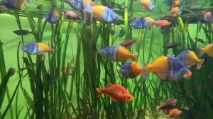 МОСКВАРИУМ.    2023